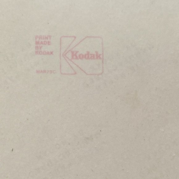 c1970 Original Pink Azalea Steven Willhite Glen Ellen IL Color Photograph - Picture 4 of 6